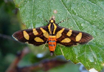 Syngamia florella; Orange-spotted Flower Moth