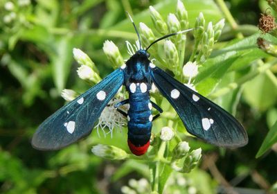 Syntomeida epilais; Polka-dot Wasp Moth