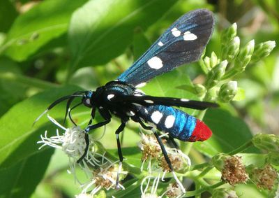 Syntomeida epilais; Polka-dot Wasp Moth