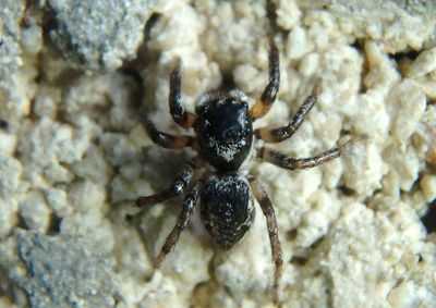 Tarkas maculatipes; Jumping Spider species juvenile