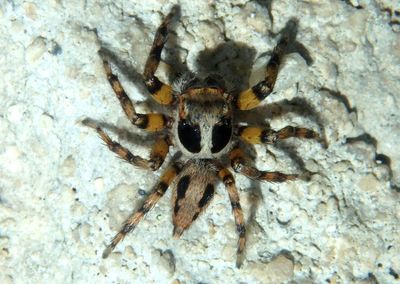 Tarkas maculatipes; Jumping Spider species