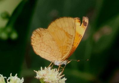Tegosa guatemalena; Guatemalan Crescent