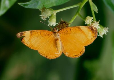 Tegosa guatemalena; Guatemalan Crescent