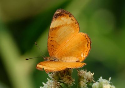 Tegosa guatemalena; Guatemalan Crescent