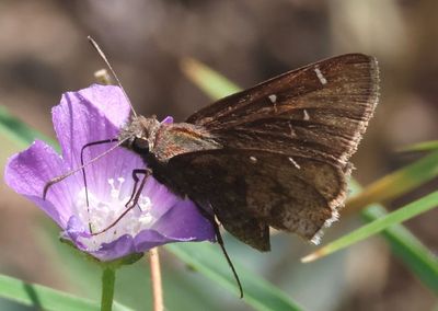 Thorybes mexicana; Mexican Cloudywing