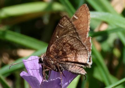 Thorybes mexicana; Mexican Cloudywing