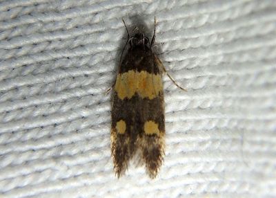 Triclonella determinatella; Orange-banded Triclonella