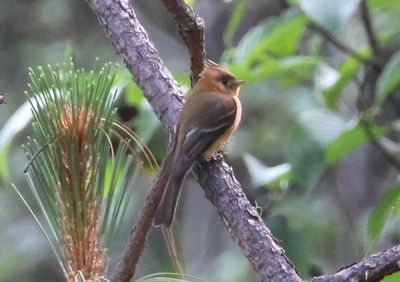 Tufted Flycatcher