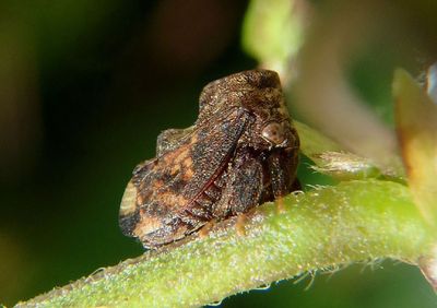 Tylopelta gibbera; Treehopper species