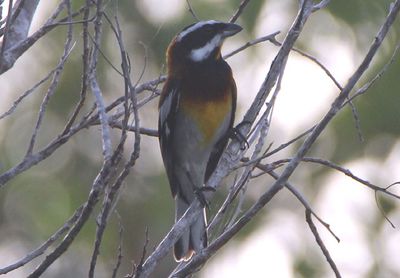 Western Spindalis; male