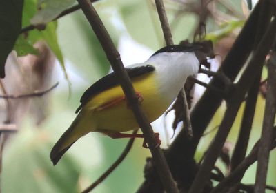 White-collared Manakin; male