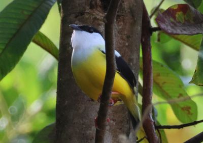 White-collared Manakin; male