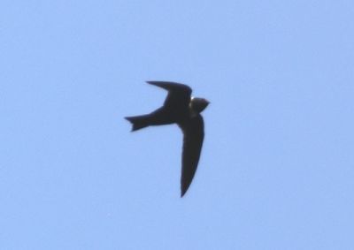 White-collared Swift