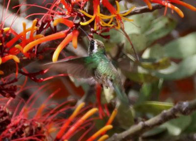 White-eared Hummingbird; female