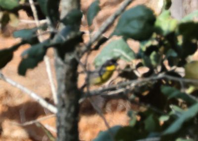 White-naped Brushfinch