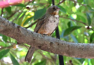 White-throated Towhee