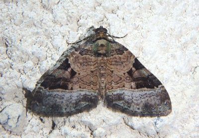 Xanthorhoe zenasaria; Carpet Moth species
