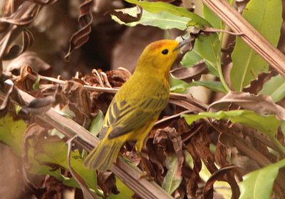 Yellow Warbler