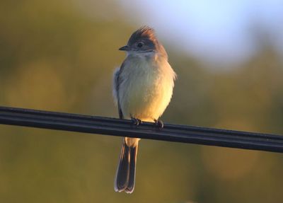 Yellow-bellied Elaenia