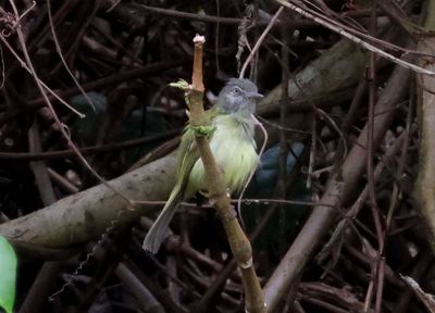 Yellow-olive Flycatcher