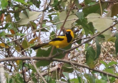 Yellow-tailed Oriole