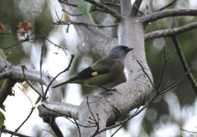 Yellow-winged Tanager