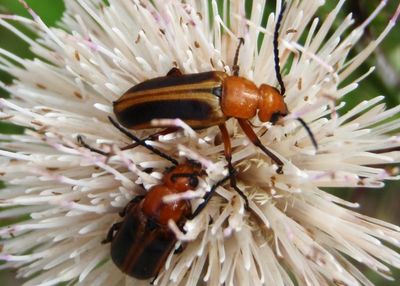Blister Beetles
