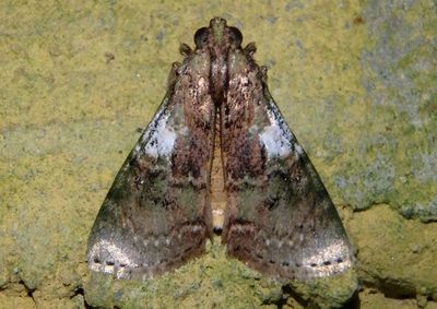 Accinctapubes albifasciata; Pyralid Moth species