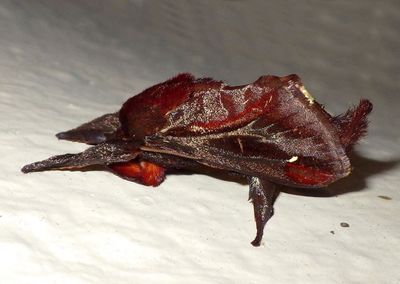 Acharia ophelians; Saddleback Caterpillar Moth species