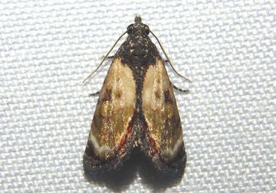 Acontiinae Noctuid Moth species