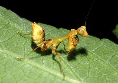 Acontista Mantid species 