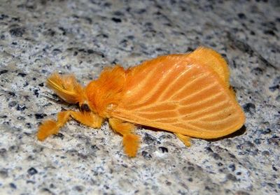 Acraga coa; Jewel Caterpillar Moth