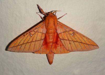 Adeloneivaia jason; Royal Moth species