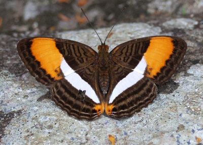 Adelpha cytherea; Smooth-banded Sister