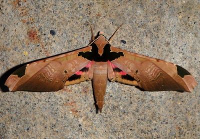 Adhemarius ypsilon; Sphinx Moth species