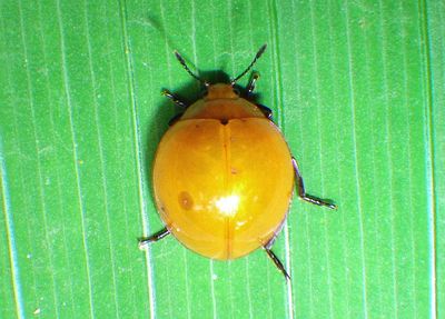 Aegithus politus; Pleasing Fungus Beetle species 