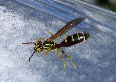 Agelaia yepocapa; Paper Wasp species
