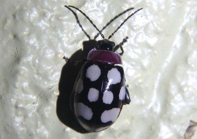 Alagoasa trifasciata; Flea Beetle species