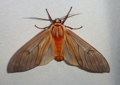 Amastus aconia; Tiger Moth species