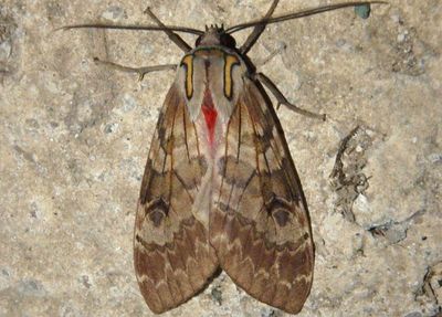 Amastus flavicauda; Tiger Moth species