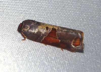 Anacrusis Tortricid Moth species