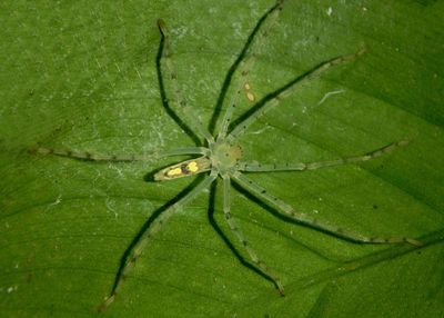 Anaptomecus longiventris; Huntsman Spider species 