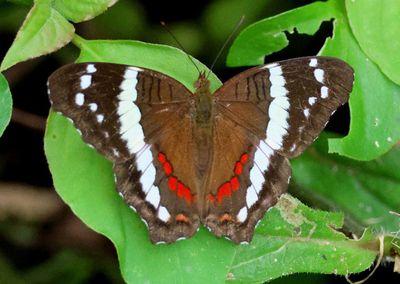 Anartia fatima; Banded Peacock 
