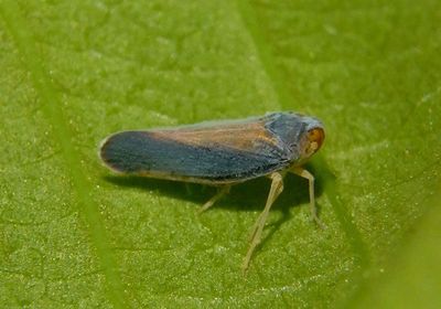 Anchimothon myriei; Derbid Planthopper species