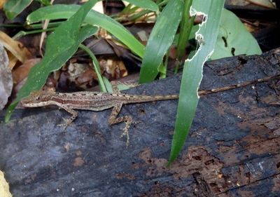 Anole species 