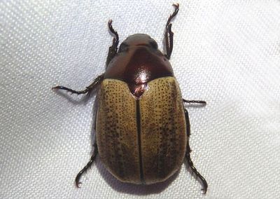 Anomala Leaf Chafer species 