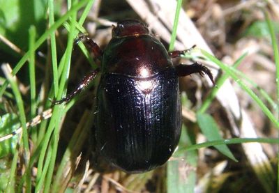 Anomalina Scarab Beetle species