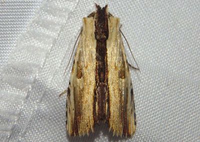 Antachara Cutworm Moth species