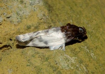 Antaeotricha irene; Curve-horned Moth species