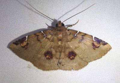 Antiblemma uncinata; Noctuid Moth species